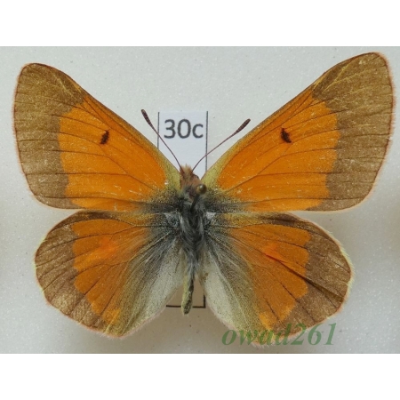 Colias eogene erythas Grum-Grshimailo, 1890 male Uzbekistan30c